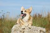 CORGI PEMBROKE 799